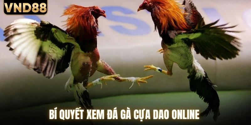 Đá Gà Cựa Dao Trực Tiếp Sôi Động Mỗi Ngày Tại VND88 2 Bí quyết xem đá gà cựa dao online