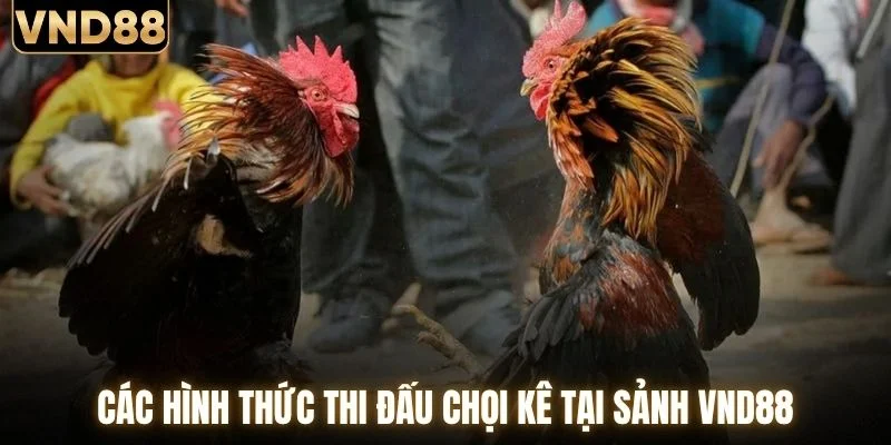 Đá Gà VND88 - Chạm Nhịp Đấu Trường Chiến Kê Hấp Dẫn 4 Các hình thức thi đấu chọi kê tại sảnh VND88