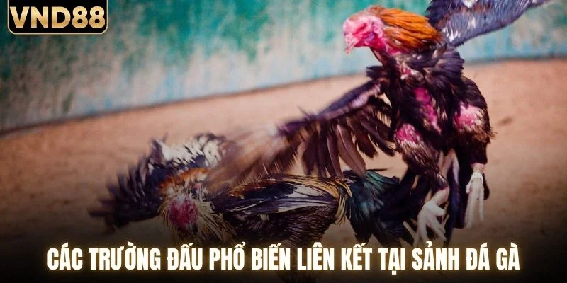 Đá Gà VND88 - Chạm Nhịp Đấu Trường Chiến Kê Hấp Dẫn 3 Các trường đấu phổ biến liên kết tại sảnh đá gà