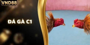 Đá Gà C1 - Tìm Hiểu Luật Chơi Và Sức Hút Của Giải Đấu