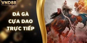 Đá Gà Cựa Dao Trực Tiếp Sôi Động Mỗi Ngày Tại VND88
