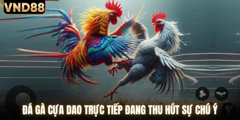 Đá Gà Cựa Dao Trực Tiếp Sôi Động Mỗi Ngày Tại VND88 1 Đá gà cựa dao trực tiếp đang thu hút sự chú ý