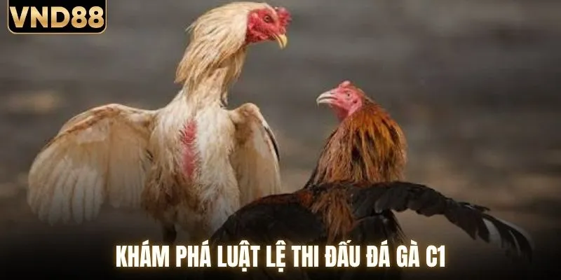 Khám phá luật lệ thi đấu đá gà C1
