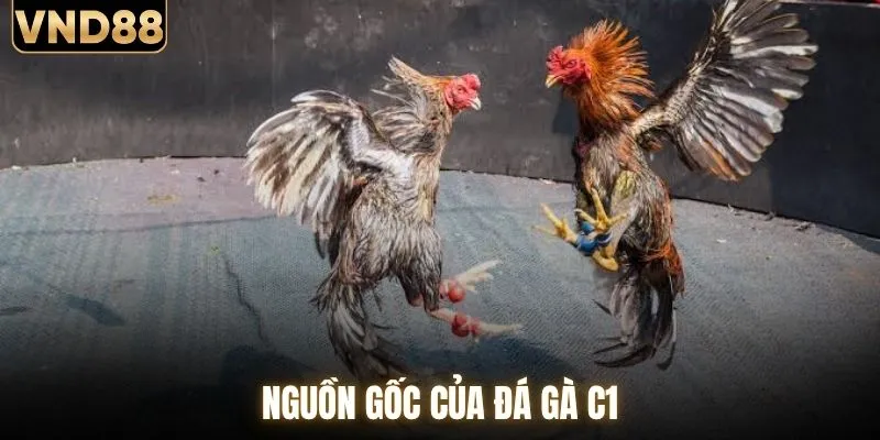 Nguồn gốc của đá gà C1