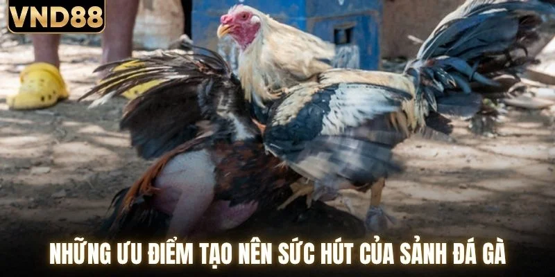 Đá Gà VND88 - Chạm Nhịp Đấu Trường Chiến Kê Hấp Dẫn 2 Những ưu điểm tạo nên sức hút của sảnh đá gà