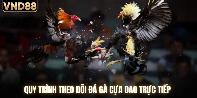 Đá Gà Cựa Dao Trực Tiếp Sôi Động Mỗi Ngày Tại VND88 3 Quy trình theo dõi đá gà cựa dao trực tiếp
