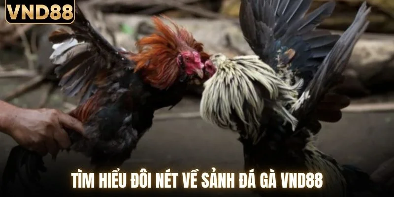 Đá Gà VND88 - Chạm Nhịp Đấu Trường Chiến Kê Hấp Dẫn 1 Tìm hiểu đôi nét về sảnh đá gà VND88