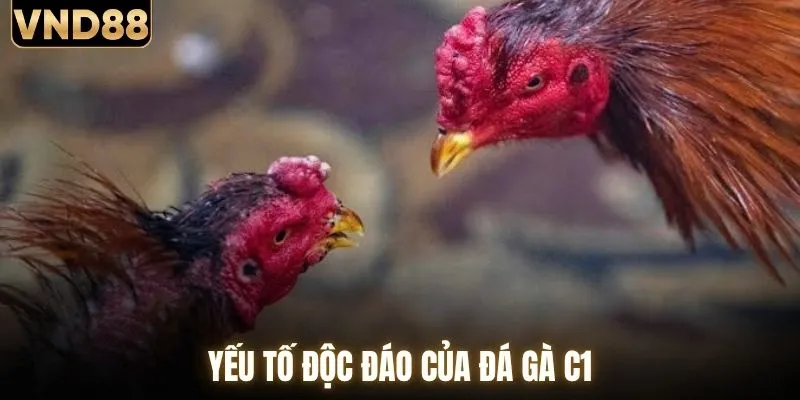 Yếu tố độc đáo của đá gà C1